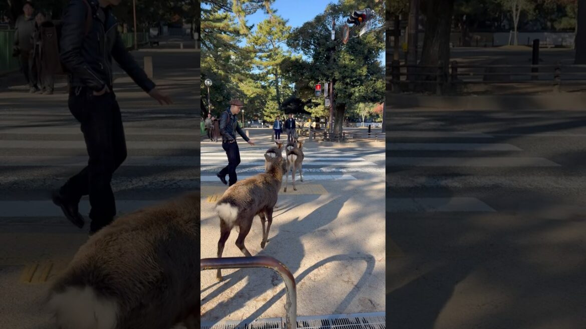 奈良の鹿大混乱！🦌✨ 祇園の舞妓と大阪道頓堀の夜を満喫！