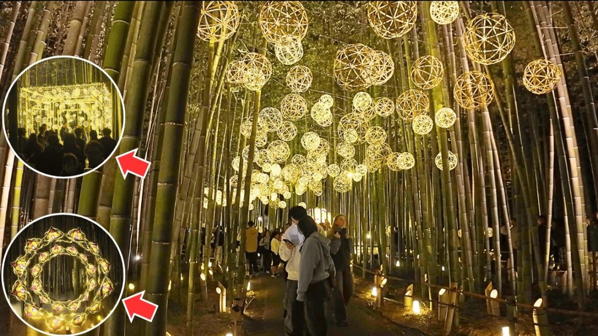 ✨ Kyoto’s Stunning Once-a-Year Light-Up Event, Back After 4 Years | Visiting Arashiyama ✨ Kyoto’s Stunning Once-a-Year Light-Up Event, Back After 4 Years | Visiting Arashiyama