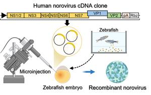 New method to accelerate vaccine and drug development for norovirus New method to accelerate vaccine and drug development for norovirus