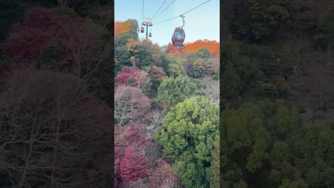 「紅葉と夕日が溶け合う景色…神戸ハーブ園ロープウェイが最強すぎた」#神戸 #Kobe#ロープウェイ #Ropeway#夕日 #Sunset#紅葉 #Autumn#絶景 #View#空中散歩 「紅葉と夕日が溶け合う景色…神戸ハーブ園ロープウェイが最強すぎた」#神戸 #Kobe#ロープウェイ #Ropeway#夕日 #Sunset#紅葉 #Autumn#絶景 #View#空中散歩