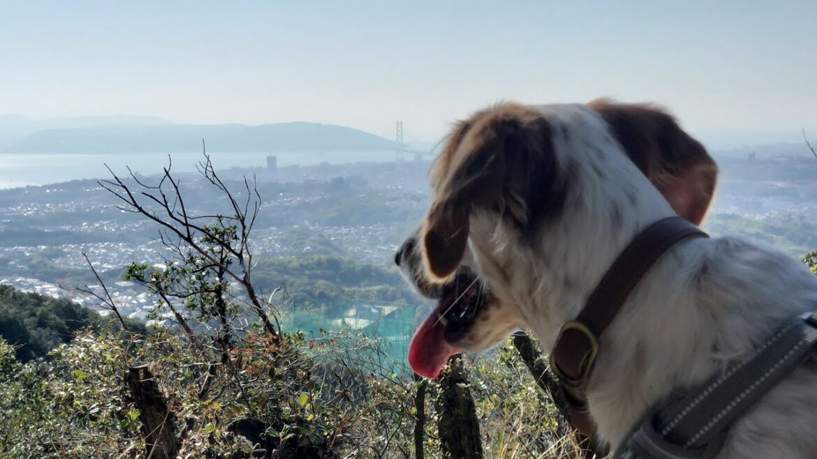 【須磨アルプス①栂尾山〜横尾山】神戸 遂に絶景の馬の背で有名な須磨アルプスへ✨ 噂通り脆い花崗岩でスリル満点です(汗) お母ちゃんにトラブルも…😱 【須磨アルプス①栂尾山〜横尾山】神戸 遂に絶景の馬の背で有名な須磨アルプスへ✨ 噂通り脆い花崗岩でスリル満点です(汗) お母ちゃんにトラブルも…😱