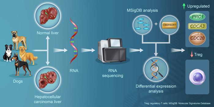 Canine hepatocellular carcinoma analysis