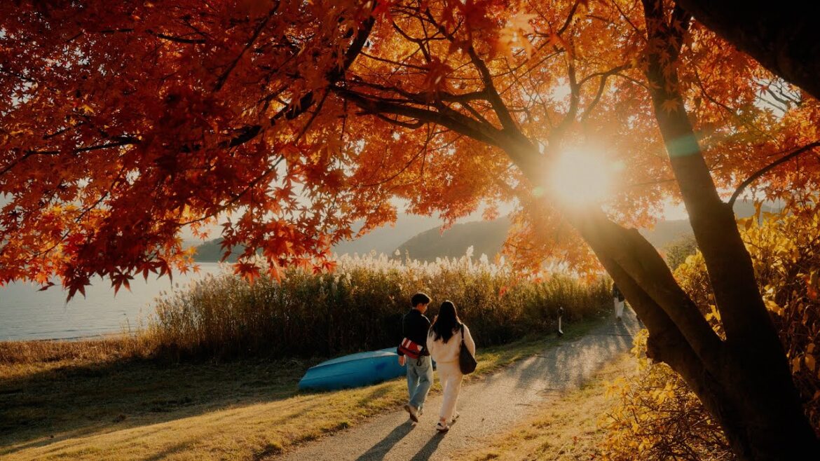 Fragments of Autumn | Japan Cinematic Travel Film | Sony A7C II Fragments of Autumn | Japan Cinematic Travel Film | Sony A7C II