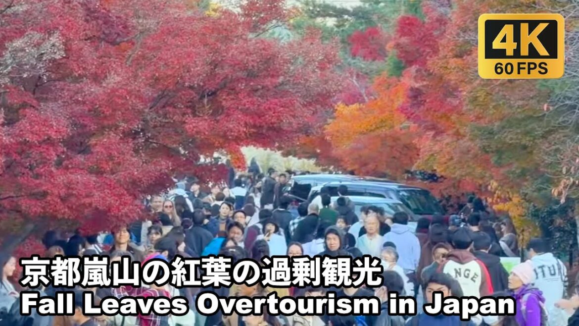 [4K]京都嵐山の紅葉のオーバーツーリズム / でも もみじ 🍁 は素晴らしかったです！