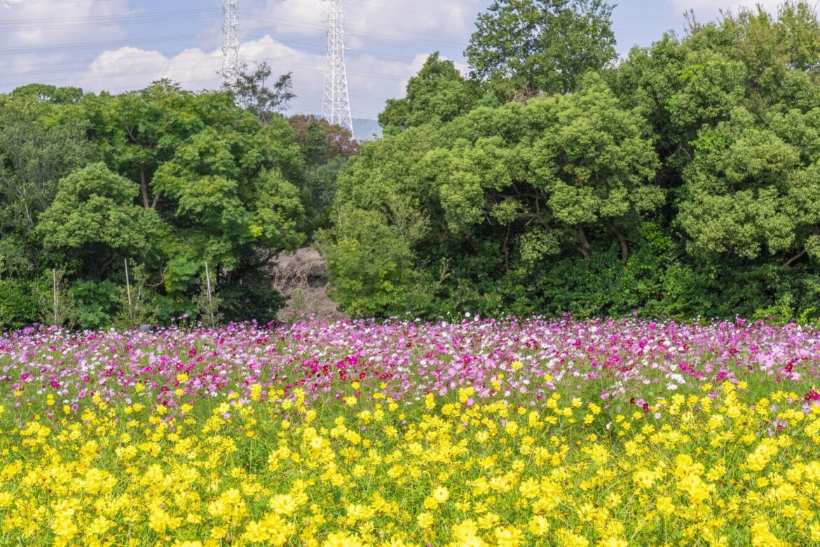 Cosmos and Kochia Festival | Things to do in Osaka Cosmos and Kochia Festival | Things to do in Osaka