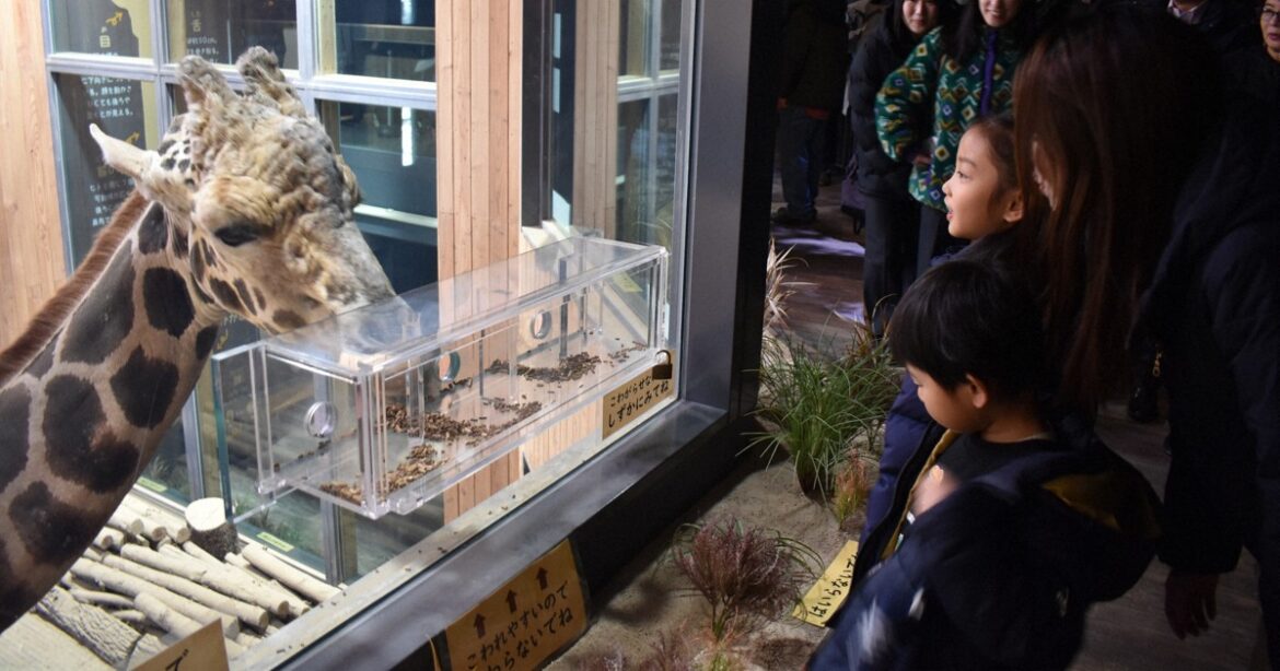 Easy Japanese news in translation: New giraffe exhibit opens at Obihiro Zoo in Hokkaido Easy Japanese news in translation: New giraffe exhibit opens at Obihiro Zoo in Hokkaido