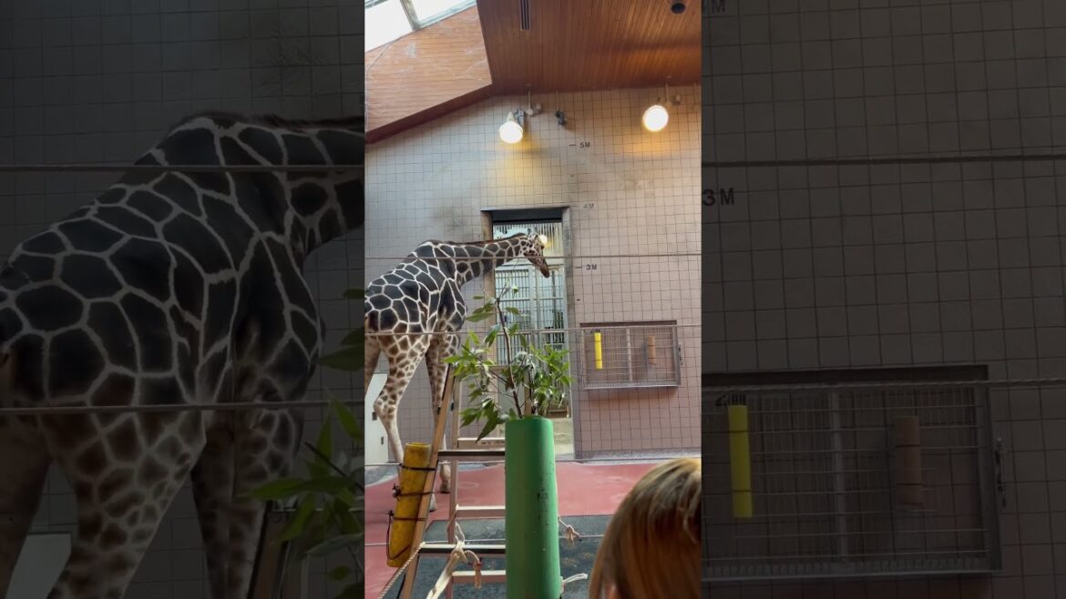 【OSAKA】Must-See Tourist Attractions - Tennoji Zoo Giraffe