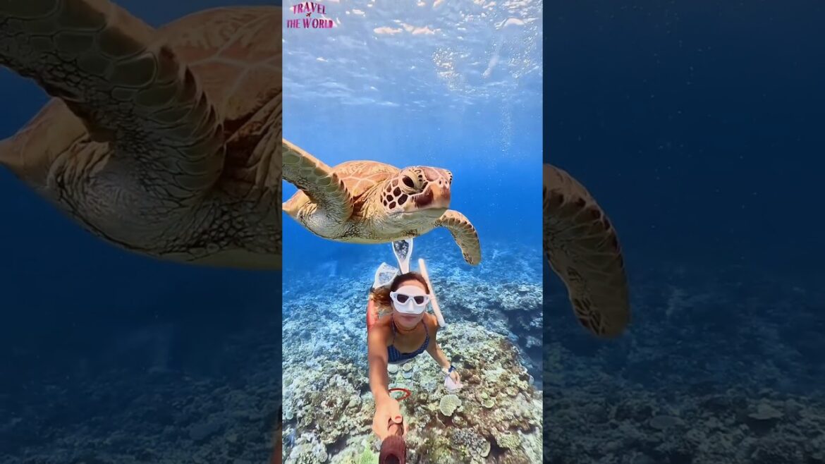 Travel – Okinawa – Japan..#shorts #viral #trending Travel - Okinawa - Japan..#shorts #viral #trending