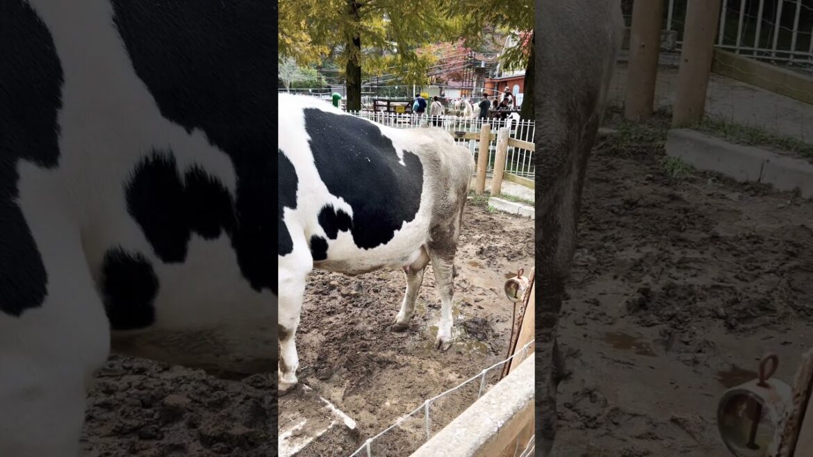 【KOBE】Must-See Tourist Attraction - Rokkousan Pasture