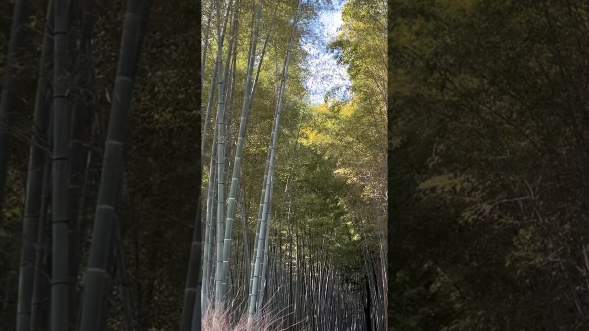Looking for the perfect day trip from Kyoto? Come to the beautiful Arashiyama Bamboo Forest!