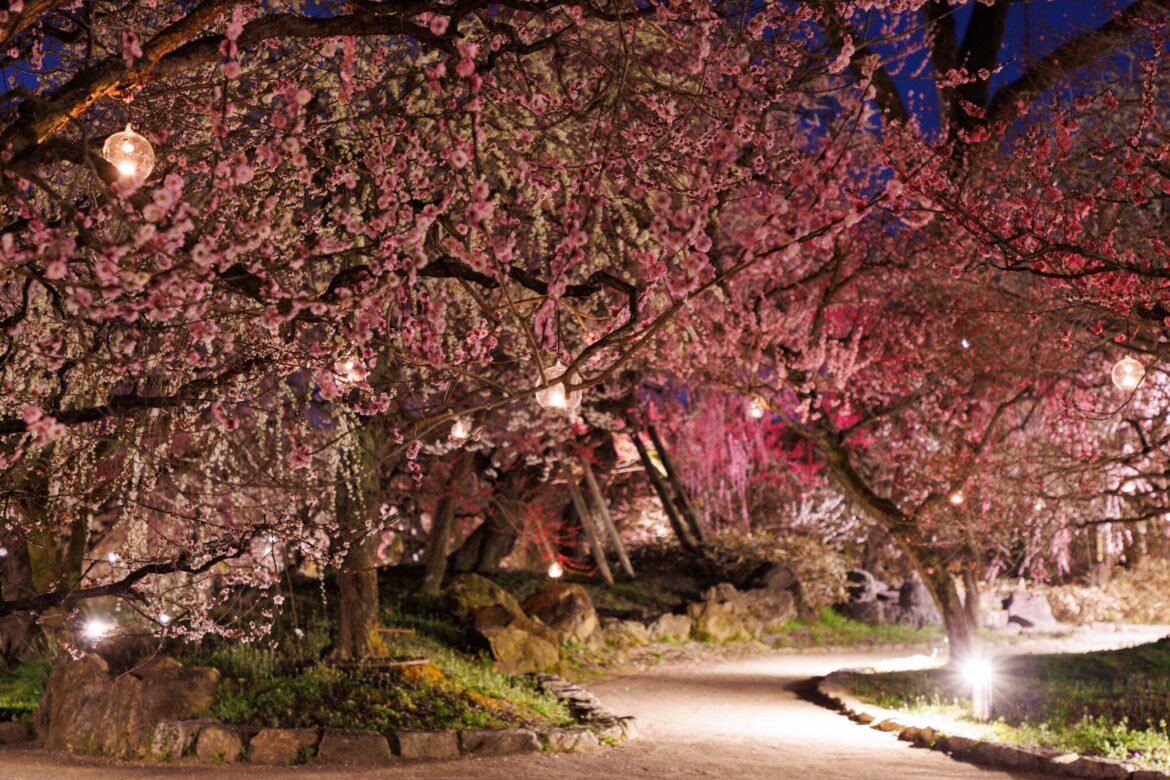 Kyoto Nippon Festival 2026 | Kitano Tenmangu Shrine Kyoto Nippon Festival 2026 | Kitano Tenmangu Shrine