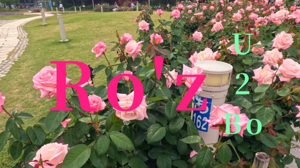 Dubbed in English - Osaka Utsubo Park to check the beautiful roses