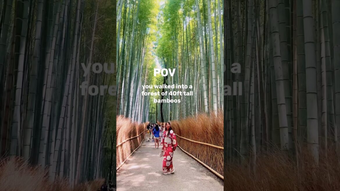 Arashiyama Bamboo Forest : Walking through 40ft tall bamboos! | Kyoto Travel Itinerary Arashiyama Bamboo Forest : Walking through 40ft tall bamboos! | Kyoto Travel Itinerary