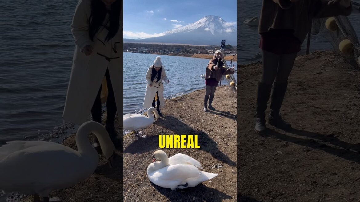 Mt.Fuji like you've never seen before🗻 #japantravel #japantrip #tourguideinjapan