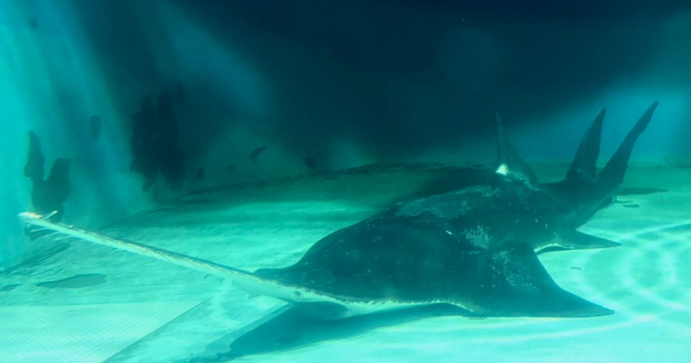 Japan’s oldest largetooth sawfish in captivity back on display in Mie Prefecture Japan’s oldest largetooth sawfish in captivity back on display in Mie Prefecture