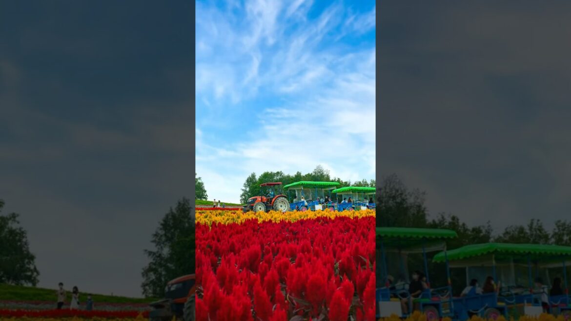 Highlights of Hokkaido  #japan #travel #hokkaido