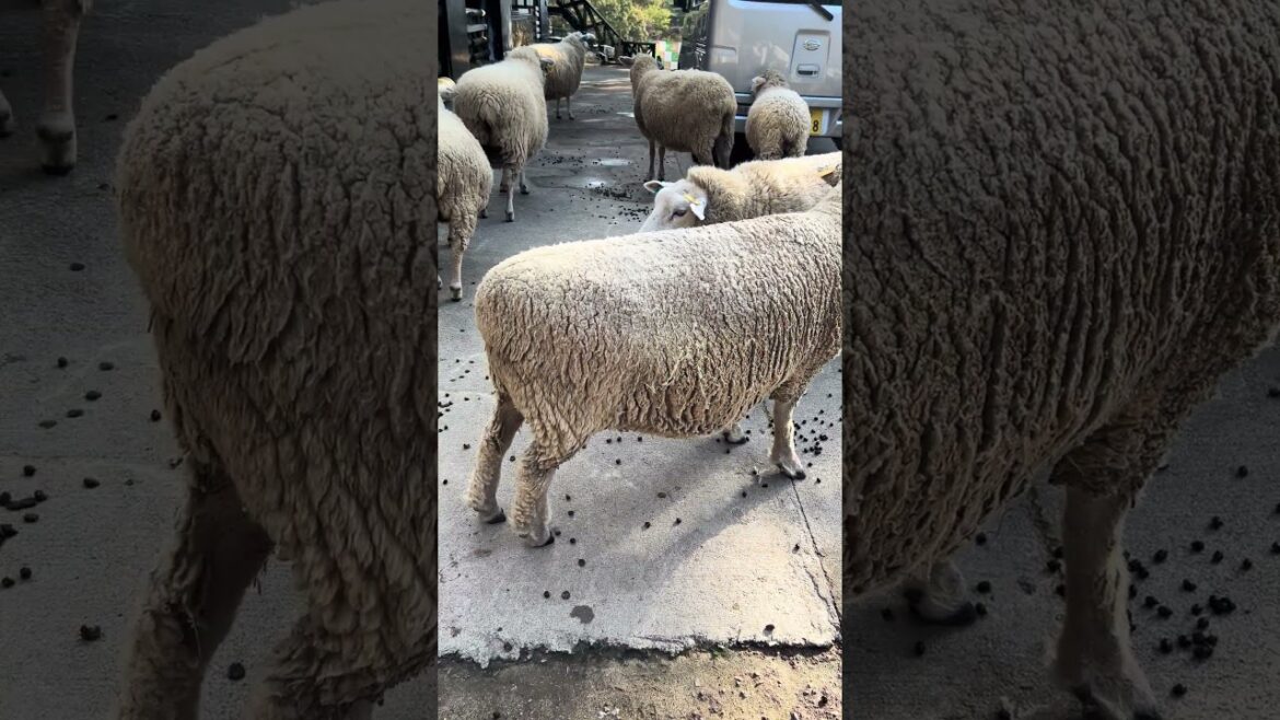 【KOBE】Must-See Tourist Attraction - Rokkousan Pasture