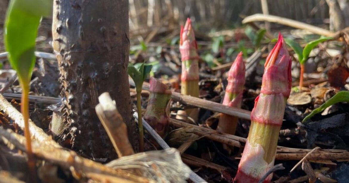 Ayrshire’s Japanese knotweed hotspot data revealed Ayrshire's Japanese knotweed hotspot data revealed