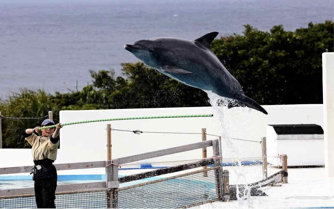 Dolphin Oki-chan Dies, Lived for Half a Century at Okinawa Churaumi Aquarium