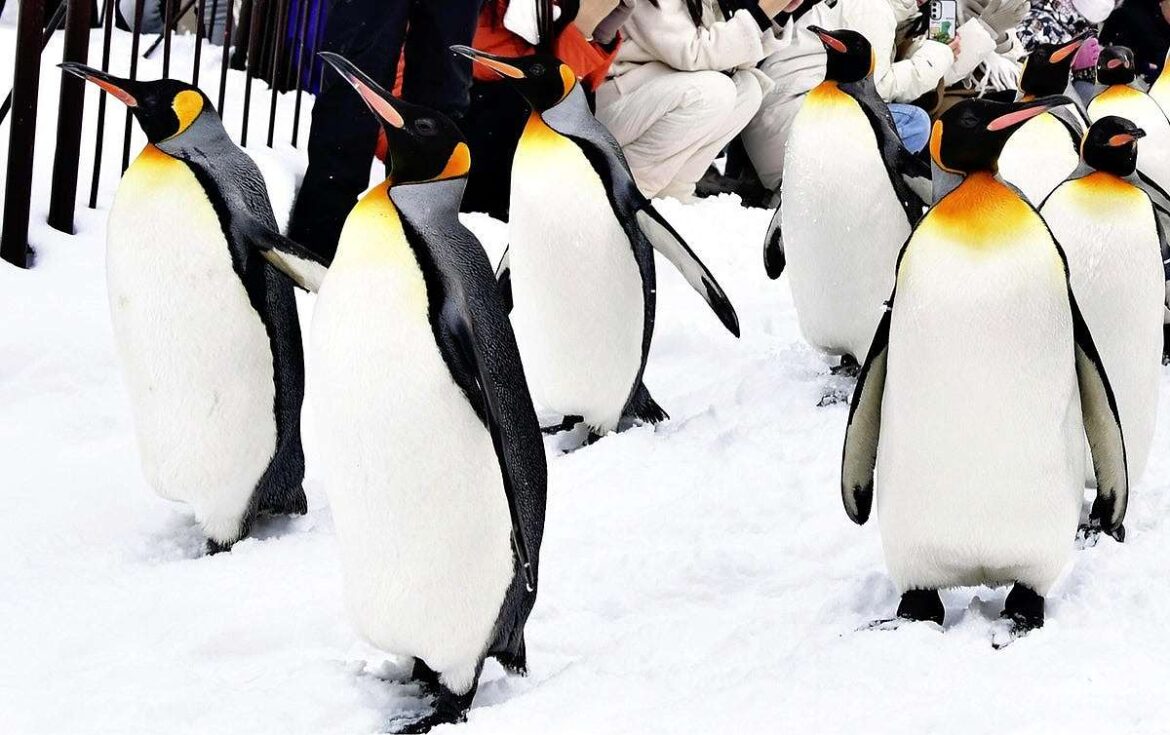 ‘Penguin Walk’ Begins at Hokkaido’s Asahiyama Zoo, Held Twice Daily through March