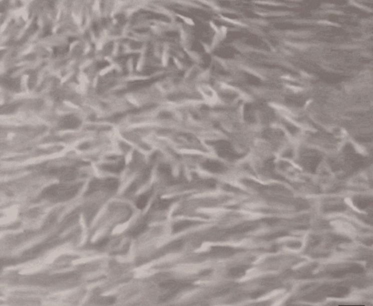 "River Disappears Beneath Sudden Swarm of Fish"... Citizens Stunned