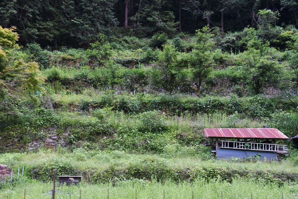 Abandoned farmland in Kitahiroshima, Hiroshima Prefecture, June 2022. (© The Japan Agricultural News/Kyōdō)