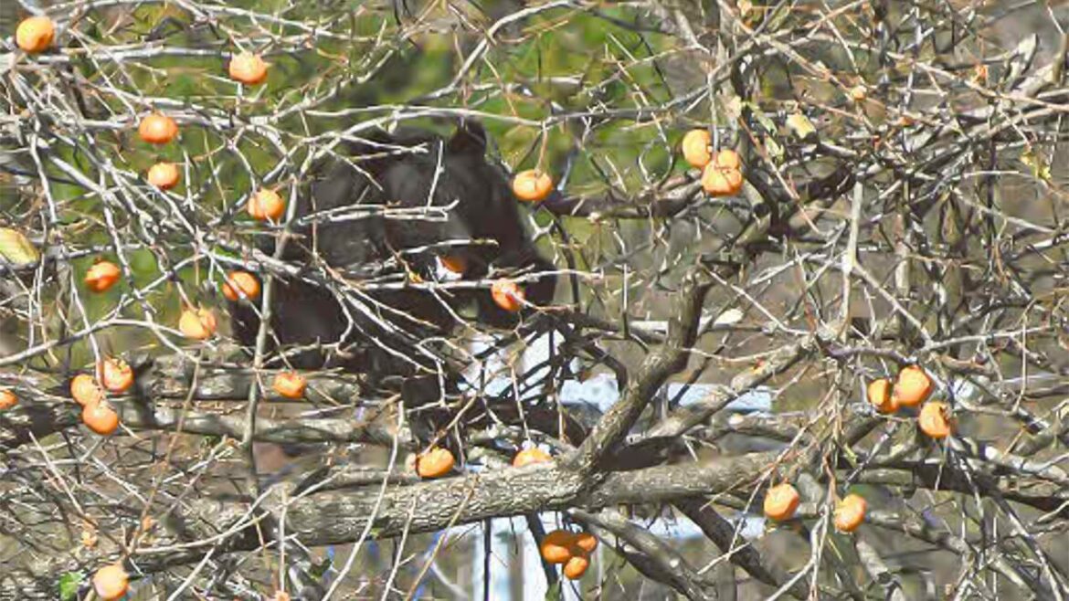 Understanding and Dealing with Japan’s Bear Crisis