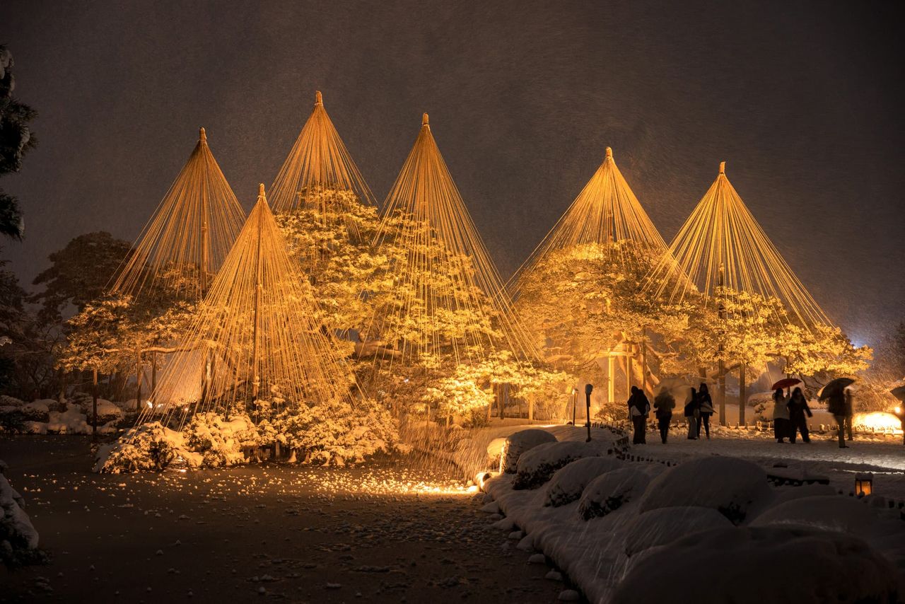 Yukizuri illuminated at night in Kenrokuen. (© Pixta)