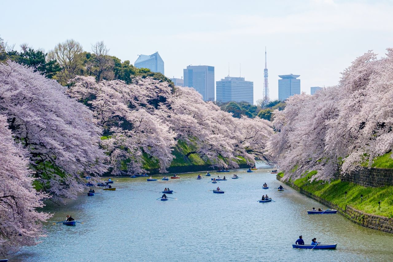 Cherry blossoms in full bloom at the Chidorigafuchi moat, around the Imperial Palace in Tokyo. (© PhotoAC)