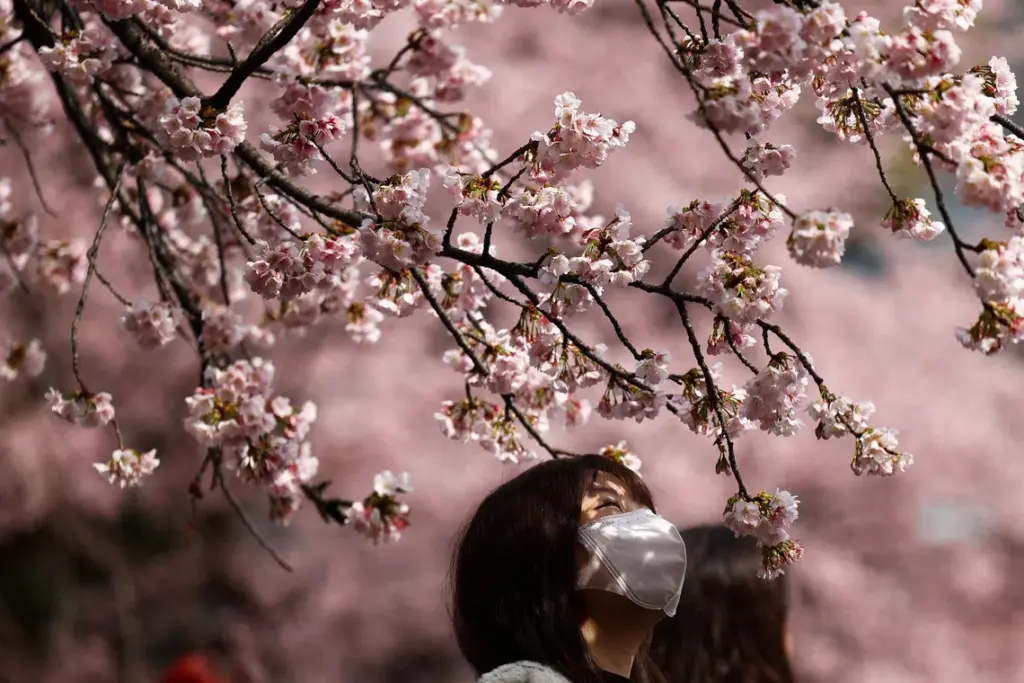Japan releases first sakura forecast for 2026; Tokyo to see blooms from mid-March Subscribe Placeholder