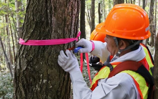 Tree-killing disease spreading rapidly across Japan’s Hokkaido Tree-killing disease spreading rapidly across Japan's Hokkaido