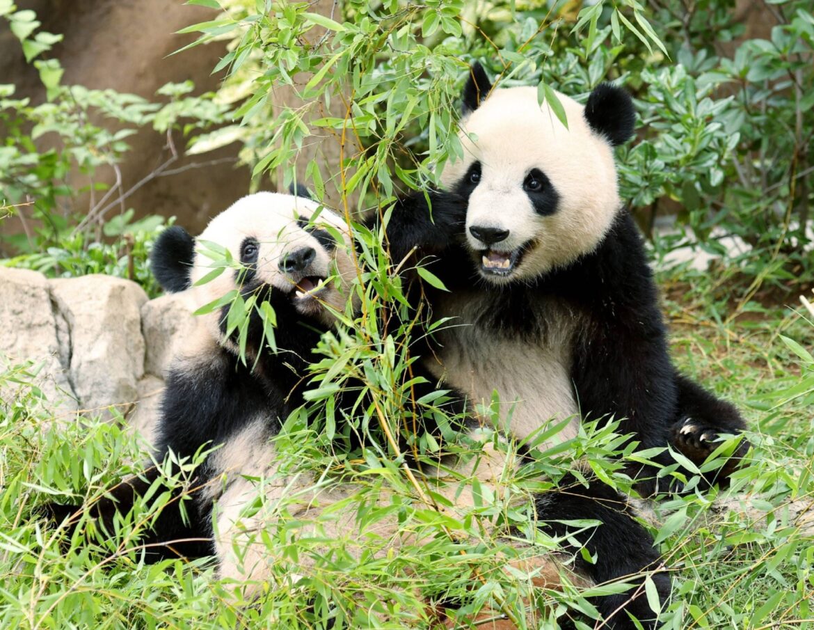 Amid China spat, Japan will lose its two remaining pandas Amid China spat, Japan will lose its two remaining pandas