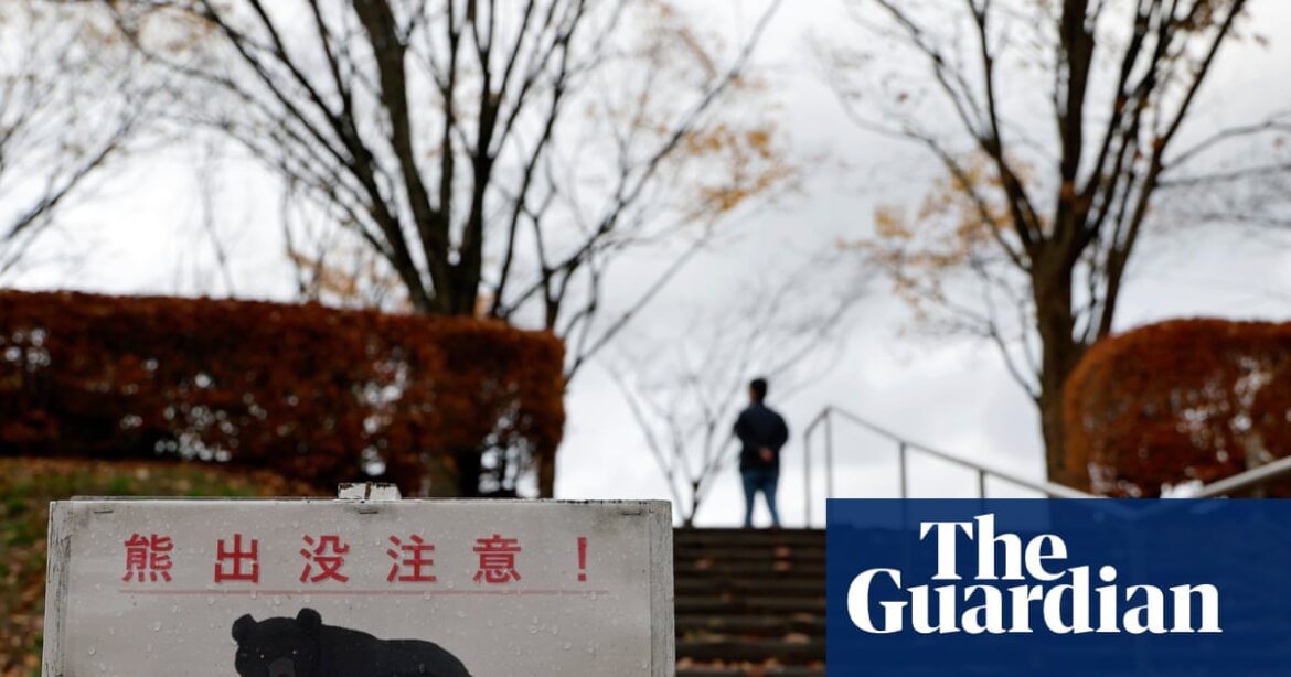 Japanese town reeling from year of record bear encounters | Japan Japanese town reeling from year of record bear encounters | Japan