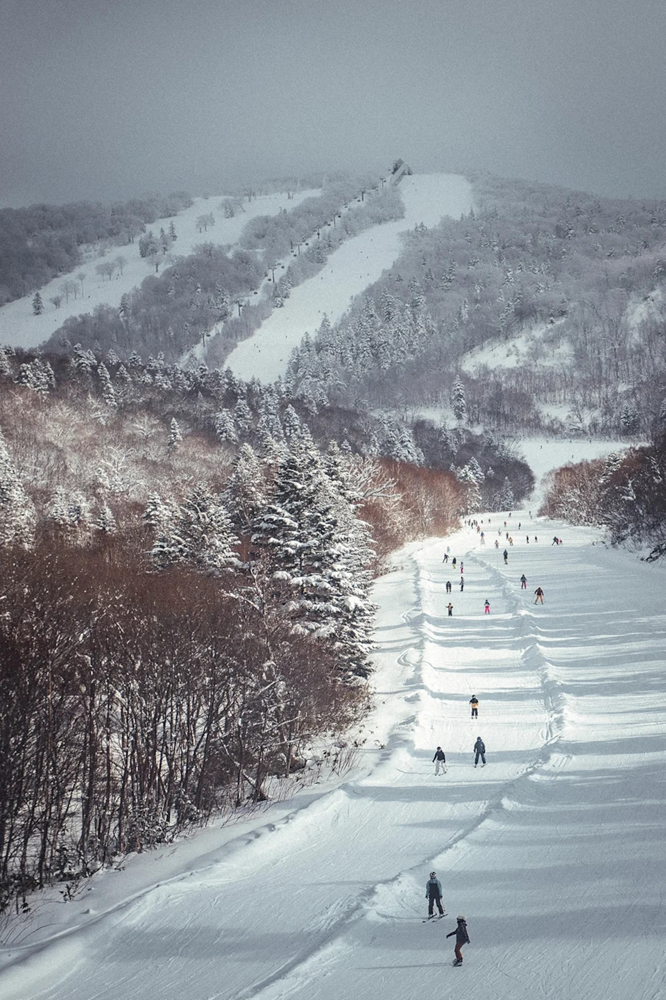 An aerial shot of a wide slope running through a powdery, winter forest with plenty of visitors skiing.