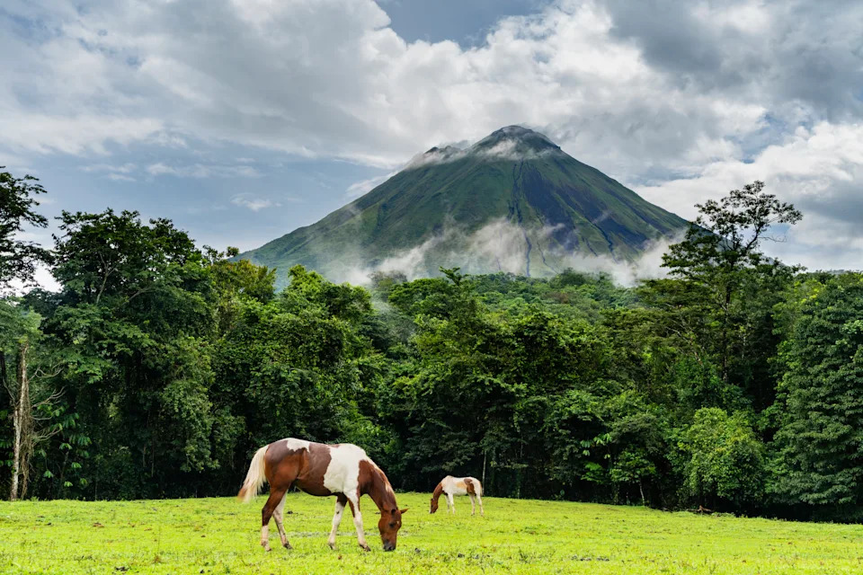 Pinto horses in a pasture at the foot of the Arenal Volcano in Costa Rica