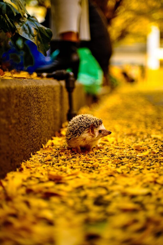 Jingu Gaien Ginkgo Avenue