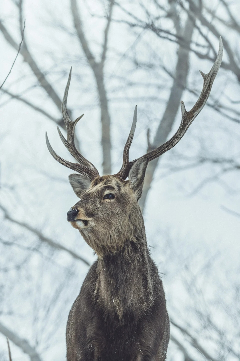 An intimate close-up of a majestic deer with a curved antler in a snowy forest.