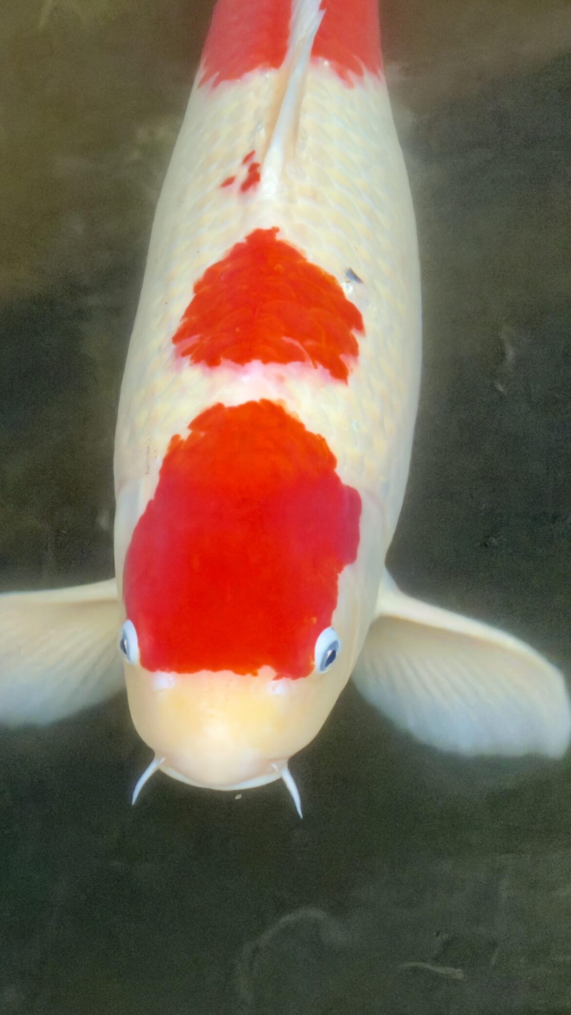 Kagoshima Monster Carp