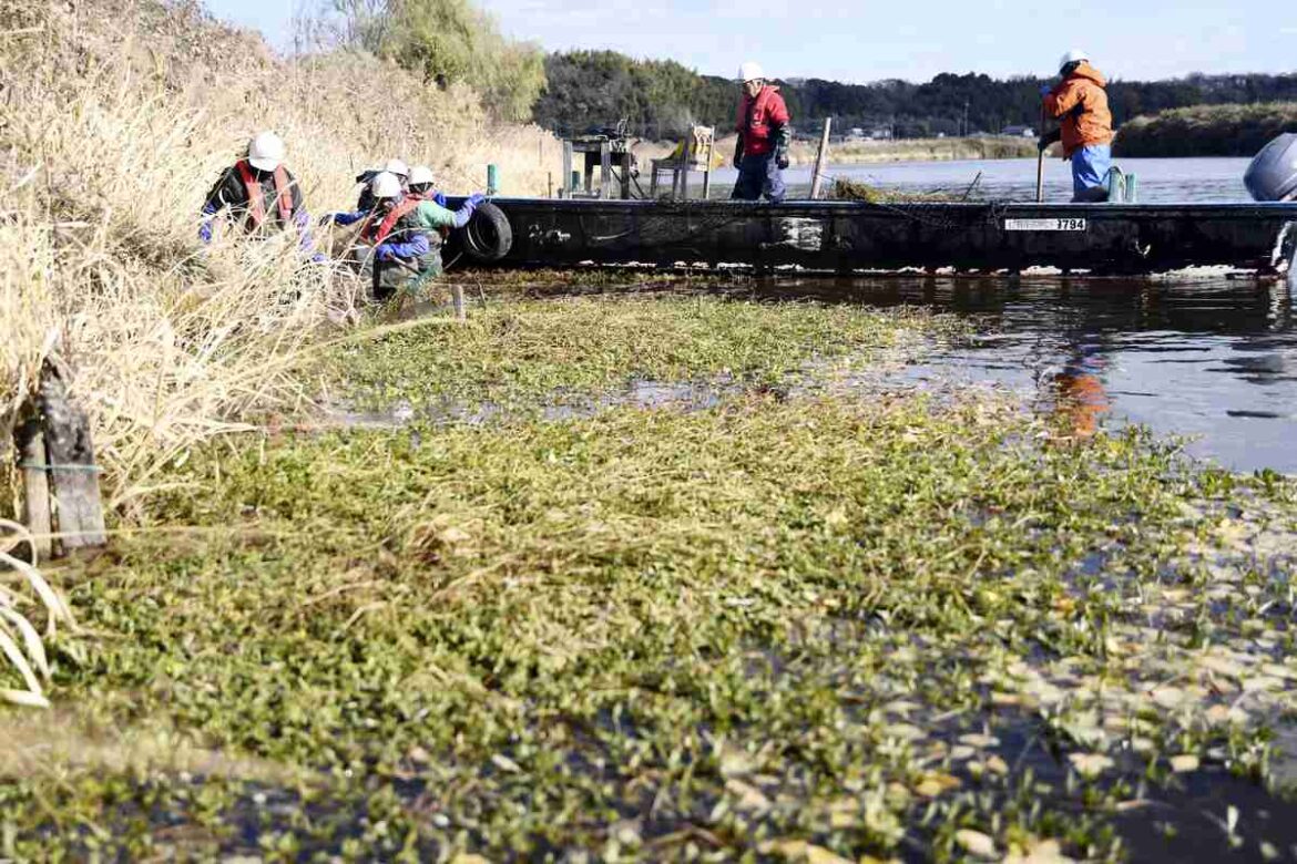 ‘Fiercest, most damaging invasive weed’ spreading in rivers, lakes across Japan