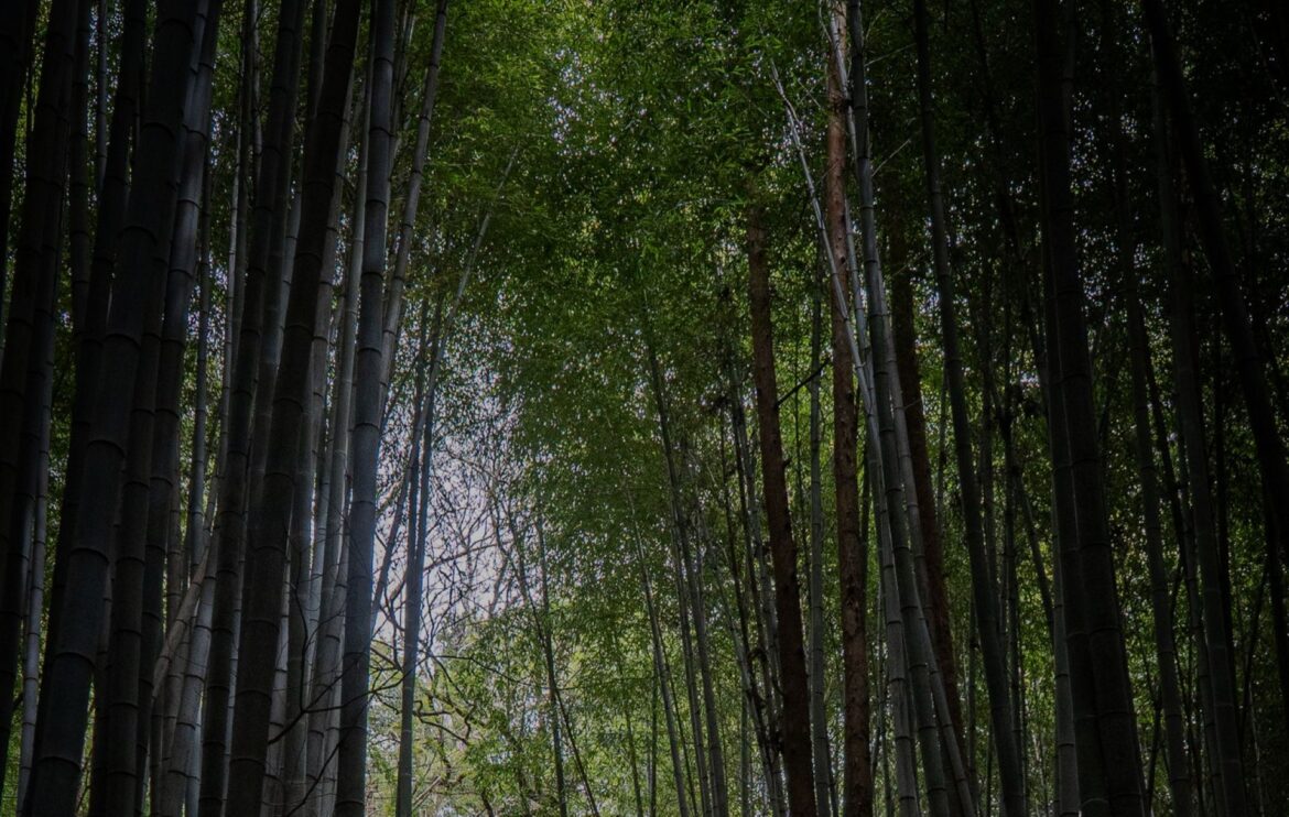 Onlooker captures infuriating video of tourists’ thoughtless act at iconic landmark: ‘Truly sad’ Tourism in Japan is rising, and a video on r/Malaysia has revealed that this increase may come with an environmental cost.
