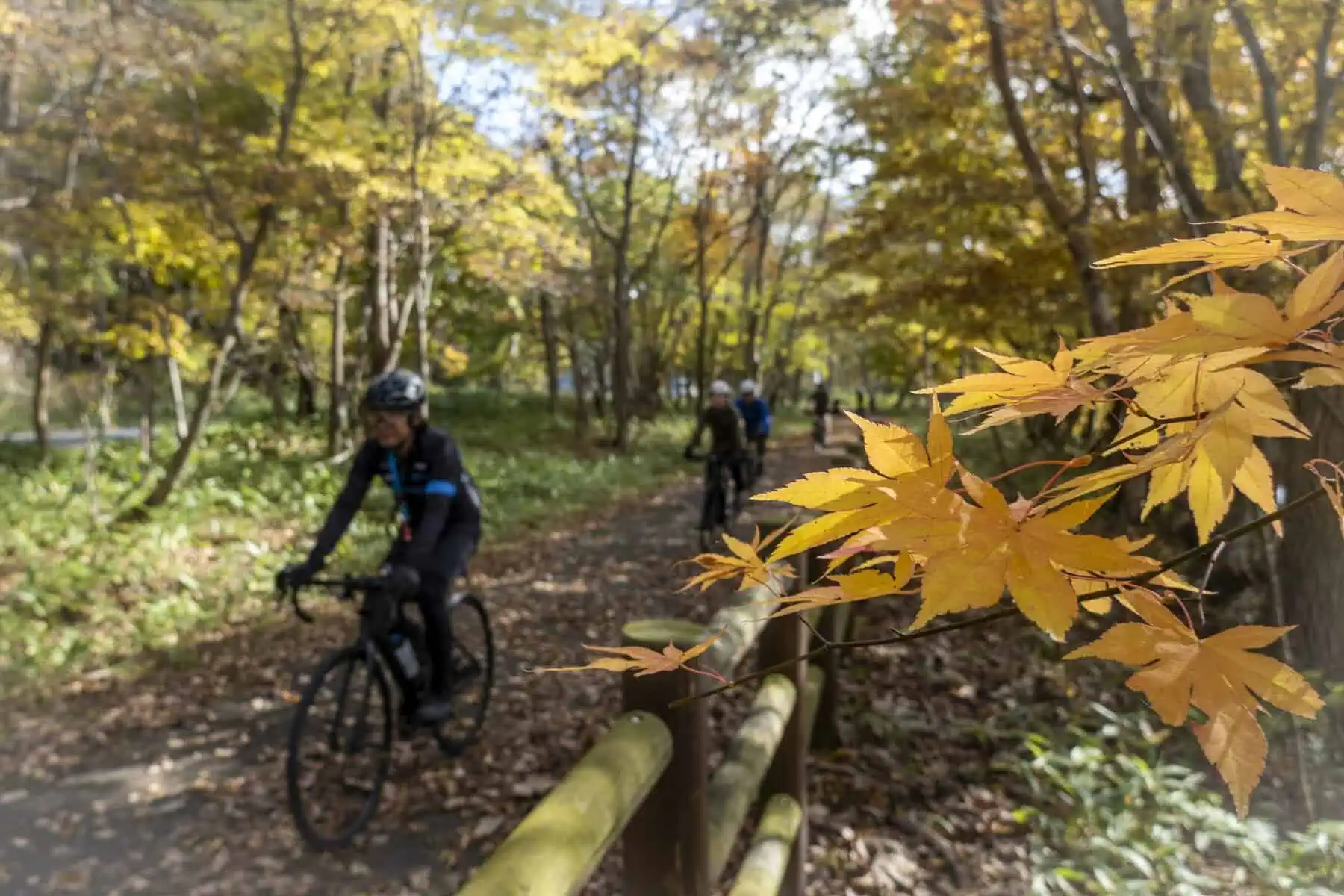 Cycling under Japanese Maple leafs - on Hokkaido in the autumn part of the journey!