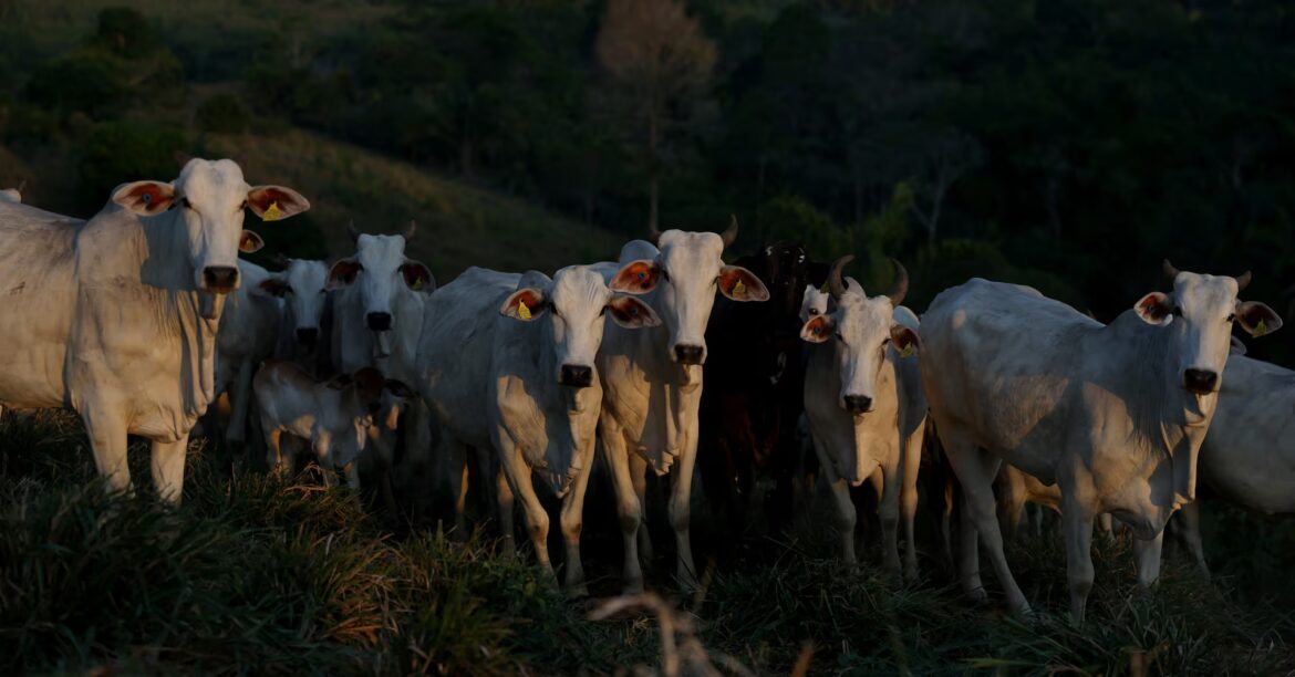 Japan schedules sanitary audit on Brazilian beef for March 2026, Brazil says