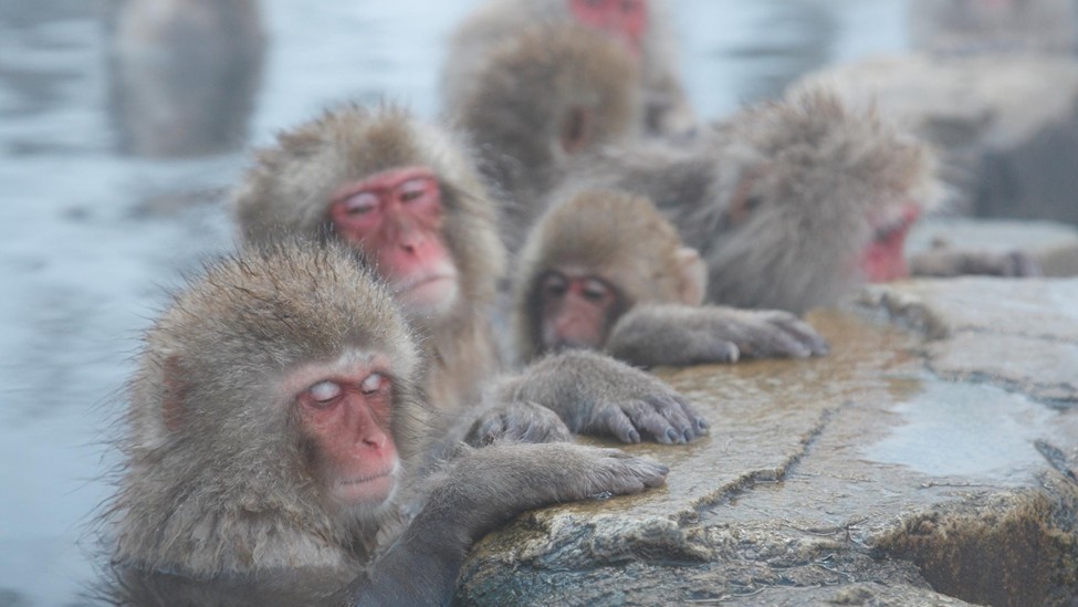 Jigokudani Yaen-koen (Snow Monkey Park)