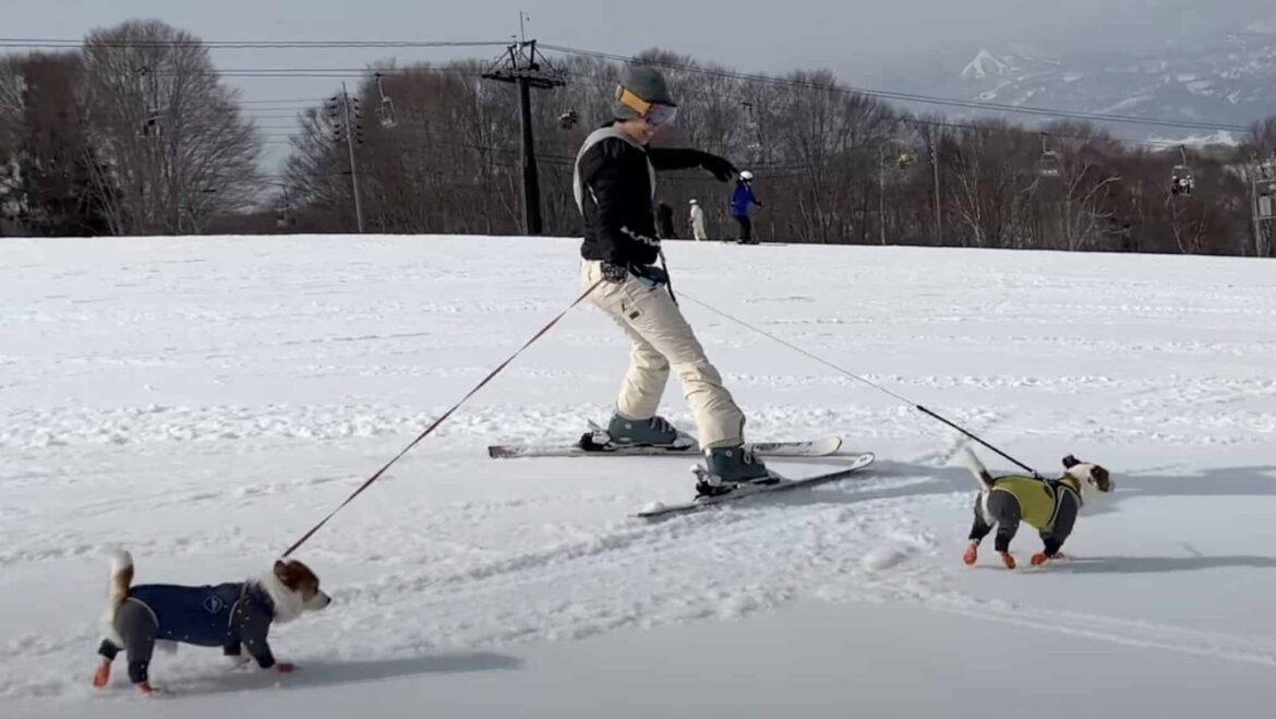This Japanese Ski Resort Sells Lift Tickets To Dogs