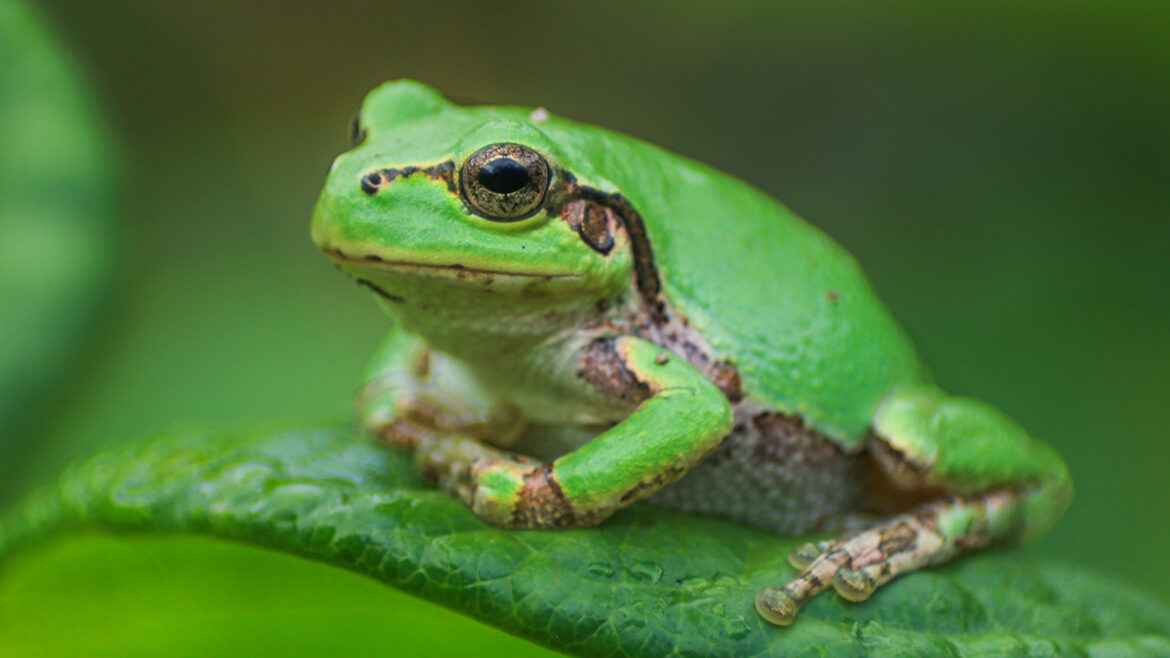 Powerful Anti-Cancer Drug Discovered Inside Japanese Tree Frog : ScienceAlert Powerful Anti-Cancer Drug Discovered Inside Japanese Tree Frog : ScienceAlert