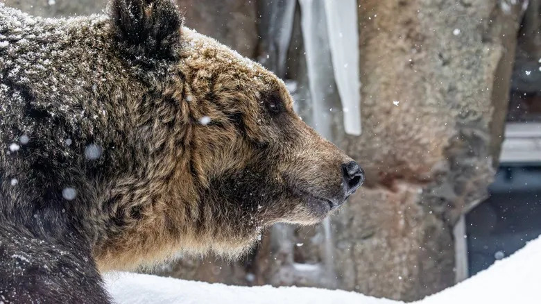 Brown bear snow sidelong profile Hokkaido