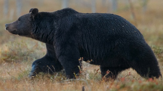 Insurers respond as bear encounters disrupt tourism sector Insurers respond as bear encounters disrupt tourism sector