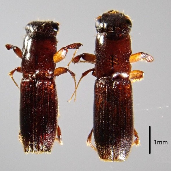 Tree-killing disease spreading rapidly across Japan's Hokkaido Tree-killing disease spreading rapidly across Japan's Hokkaido