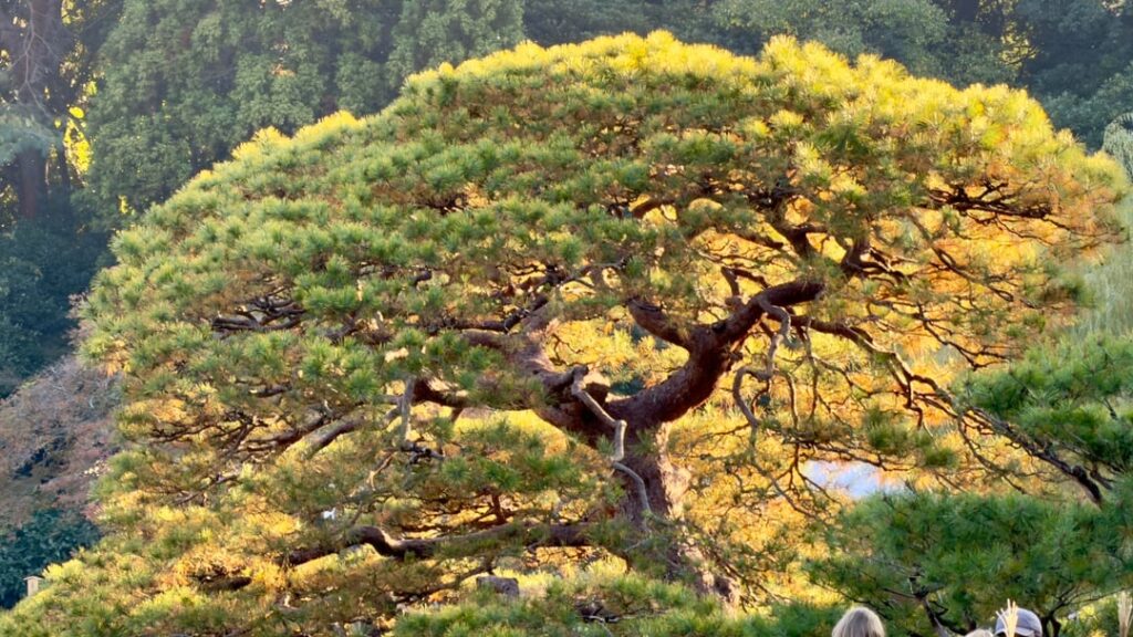 Shinjuku Koen National Garden 2