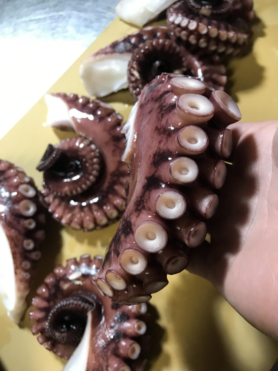 Octopus for takoyaki